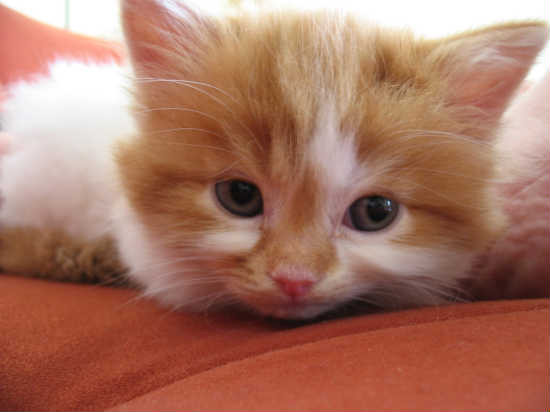 dieren