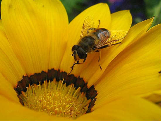 macro