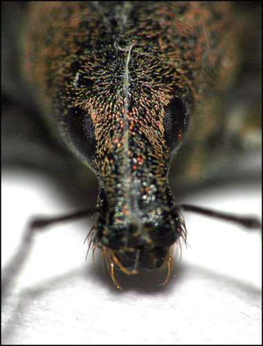 macro