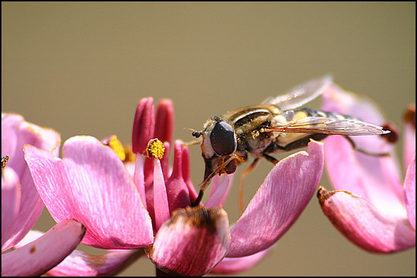 macro2