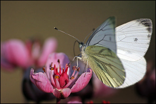 macro2