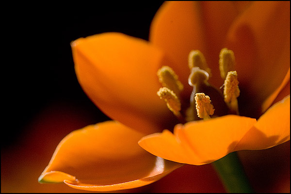 macro3