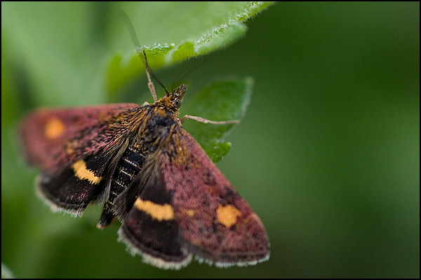 macro3