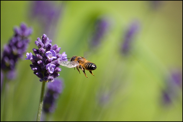 bij lavendel