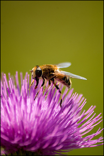 distel bij