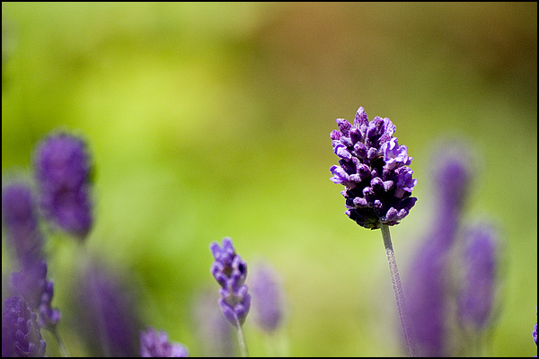 lavendel bokeh